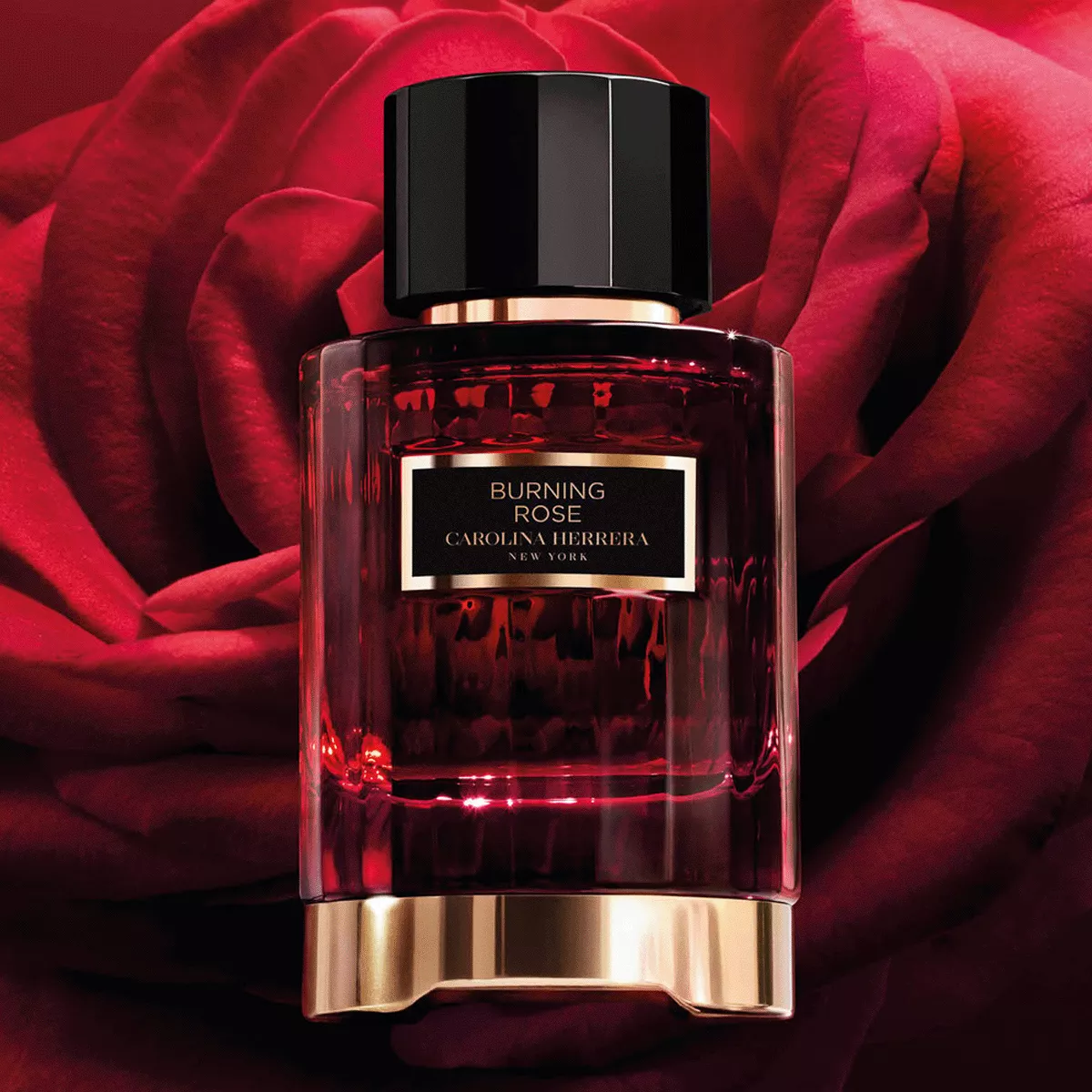 Burning Rose Perfume By Carolina Herrera EDP For Men and